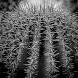 Square Spikes on a Saguaro Cactus black and white Photography