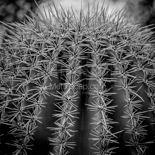 Spikes on a Saguaro Cactus -- Phoenix Black and White Pictures