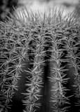 Vertical Spikes on a Saguaro Cactus black and white Photography