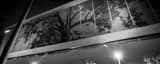 Panoramic The City of Oaks black and white Pictures