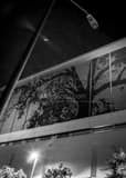 Vertical The City of Oaks black and white Pictures