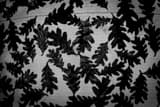 Horizontal Oak Leaves on a Light Pedestal in Raleigh black and white Pictures