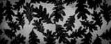 Panoramic Oak Leaves on a Light Pedestal in Raleigh black and white Pictures