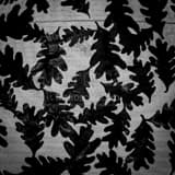 Square Oak Leaves on a Light Pedestal in Raleigh black and white Pictures
