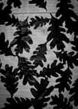 Vertical Oak Leaves on a Light Pedestal in Raleigh black and white Pictures