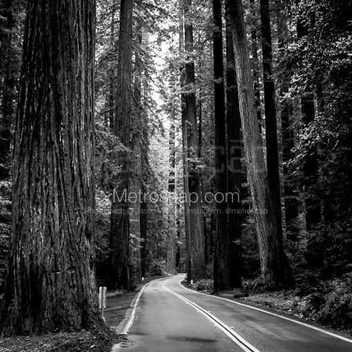 Matte Black WOOD Framed Black and White Redwood N.P. Photograph: US Route 101 Through Redwood National Park in a Square Matte Black Wood Frame