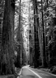 Vertical US Route 101 Through Redwood National Park black and white Photography