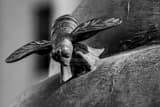 Horizontal A Bronze Bee black and white Pictures