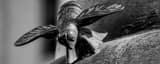 Panoramic A Bronze Bee black and white Pictures