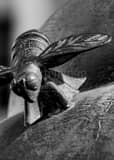 Vertical A Bronze Bee black and white Pictures