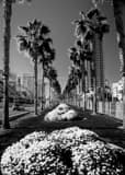 Vertical Beautiful Purple Flower Beds in San Diego Framed Photos