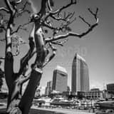 Square The San Diego Marina Framed Photos