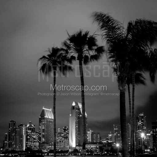The San Diego Skyline with Palm Trees -- San Diego Black and White Photos