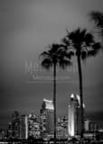 Vertical The San Diego Skyline with Palm Trees black and white Pictures