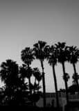 Vertical Washingtonia Palm Trees on Coronado Island black and white Photographs
