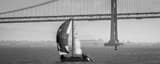 Panoramic The Bay Bridge and Full Sail Boat black and white Photos