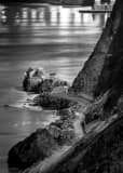 Vertical The Lime Point at the Base of the Golden Gate Bridge black and white Photos