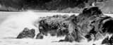 Panoramic A Lone Sea Gull black and white Photos