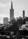 Vertical Telegraph Hill in Downtown San Francisco black and white Photos