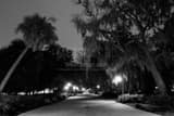Horizontal Spanish Moss Drapes Oak Trees in Forsyth Park Photography