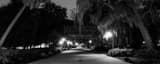 Panoramic Spanish Moss Drapes Oak Trees in Forsyth Park Photography