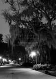 Vertical Spanish Moss Drapes Oak Trees in Forsyth Park Photography