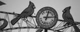 Panoramic The St Louis Cardinals Clock in Busch Stadium Framed Photos