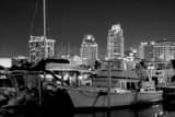 Horizontal The St Pete Skyline and Marina at Night landscape black and white Photography