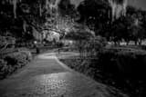 Horizontal Spanish Moss Hangs from Trees Near the Plant Museum black and white Photos