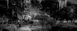 Panoramic Spanish Moss Hangs from Trees Near the Plant Museum black and white Photos