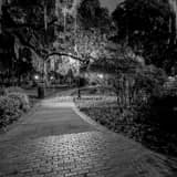 Square Spanish Moss Hangs from Trees Near the Plant Museum black and white Photos