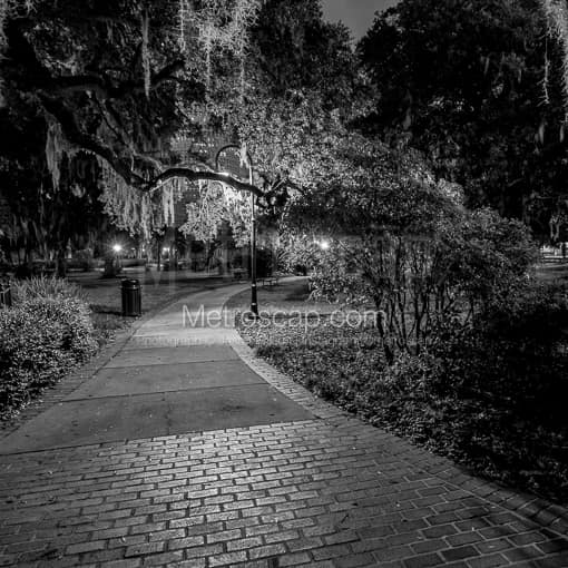 Spanish Moss Hangs from Trees Near the Plant Museum -- Tampa Black and White Photos