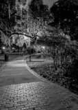 Vertical Spanish Moss Hangs from Trees Near the Plant Museum black and white Photos