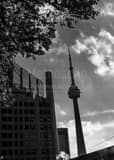 Vertical The CN Tower from University Avenue black and white Photographs