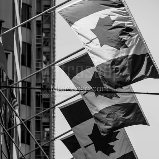 A Row of Canadian Flags -- Vancouver Black and White Photos