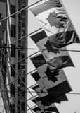 Vertical A Row of Canadian Flags black and white Photos