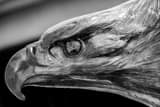Horizontal A Bronze Bald Eagle black and white Photos