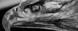 Panoramic A Bronze Bald Eagle black and white Photos