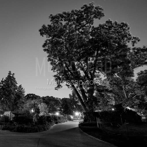 A Walking Path around the US Capitol Building -- Washington DC Black and White Photos