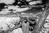 Horizontal A Dead Cottonwood Tree in White Sands black and white Photos
