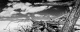 Panoramic A Dead Cottonwood Tree in White Sands black and white Photos