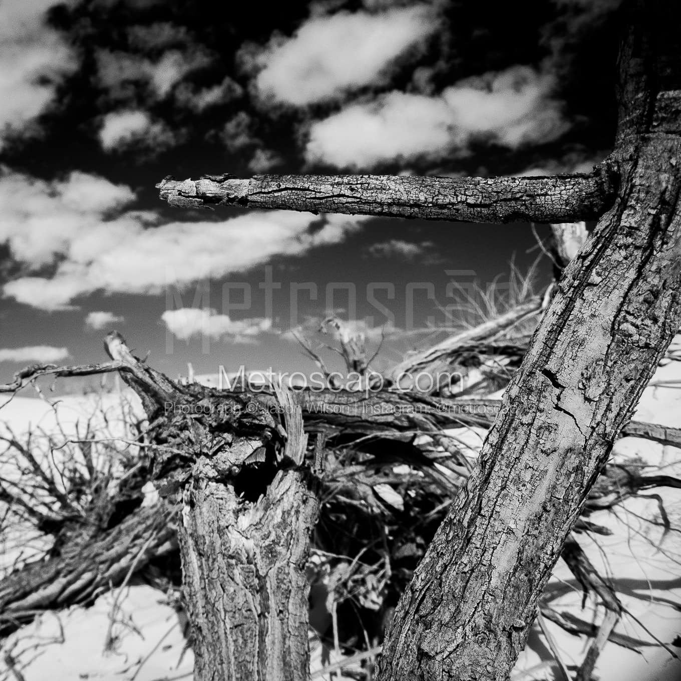 A Dead Cottonwood Tree in White Sands black and white Photos square crop