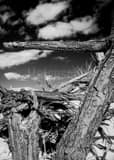 Vertical A Dead Cottonwood Tree in White Sands black and white Photos