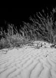 Vertical Sand Dunes in White Sands National Park black and white Photos