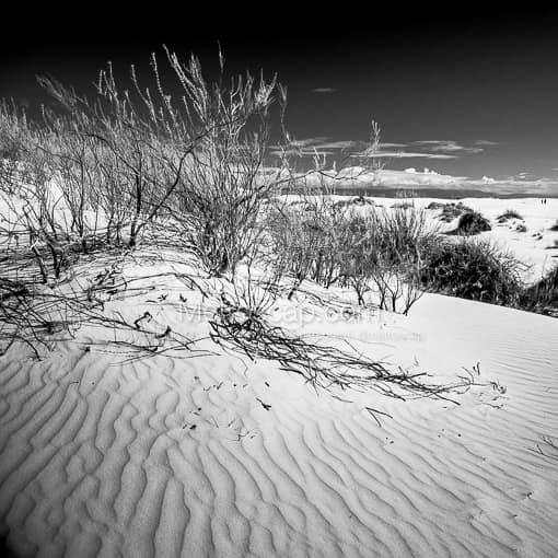 White Sands Black and White Photos of White Gypsum Sand Dunes in White Sands New Mexico White Gypsum Sand Dunes in White Sands New Mexico -- White Sands Black and White Photos
