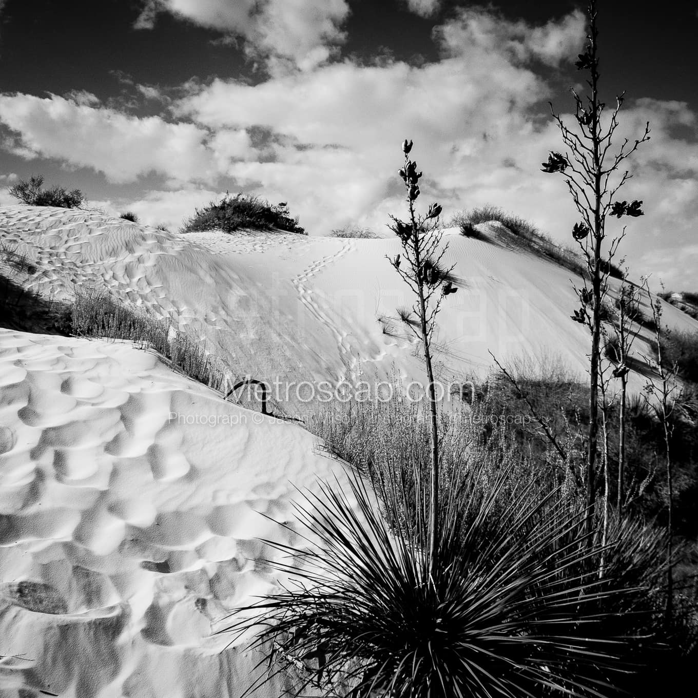 A Yucca Plant in White Sands National Park black and white Photos A Yucca Plant in White Sands National Park black and white Photos square crop