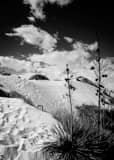 Vertical A Yucca Plant in White Sands National Park black and white Photos