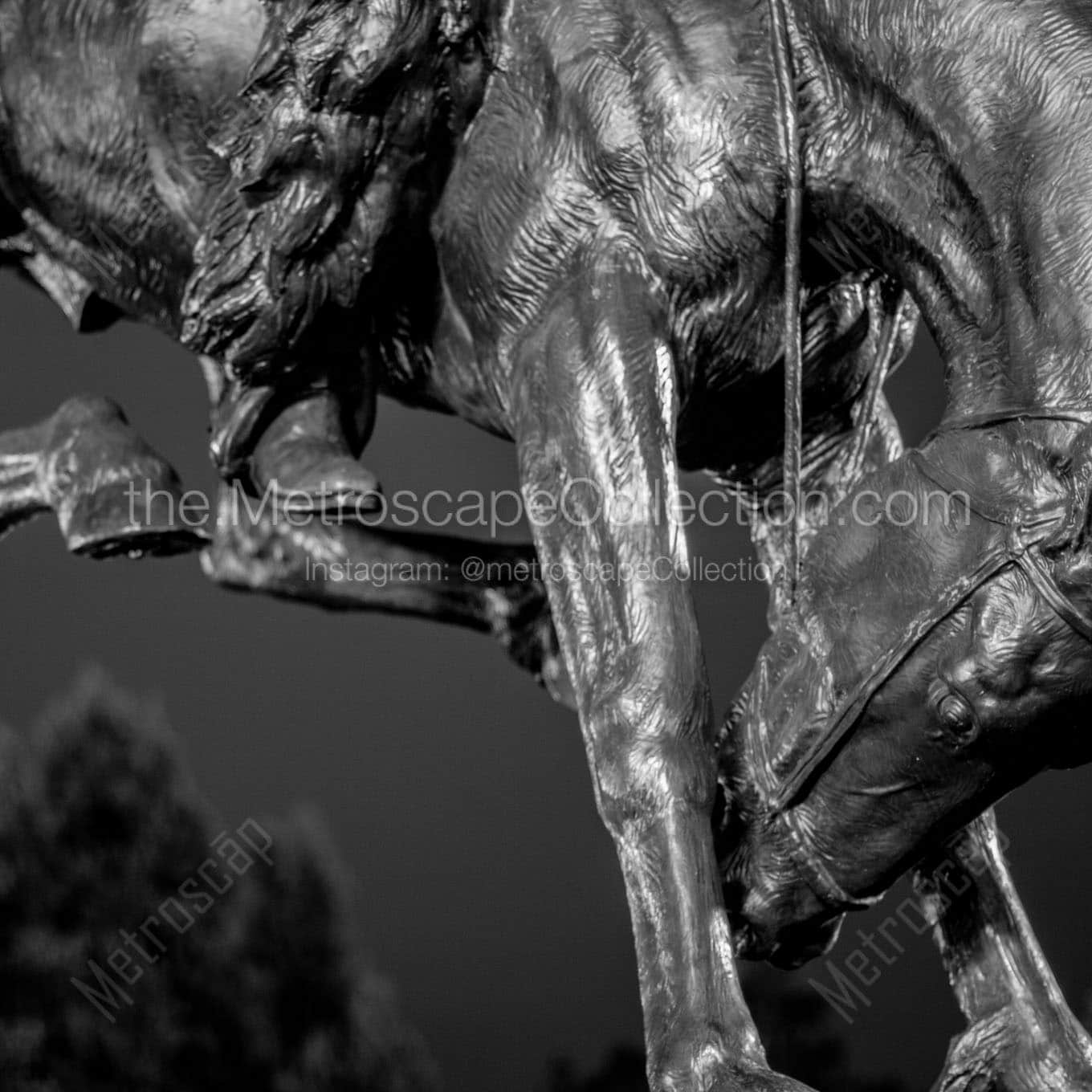 Close up of the Bronze Bronco Statue in Civic Center Park Wall Art square crop
