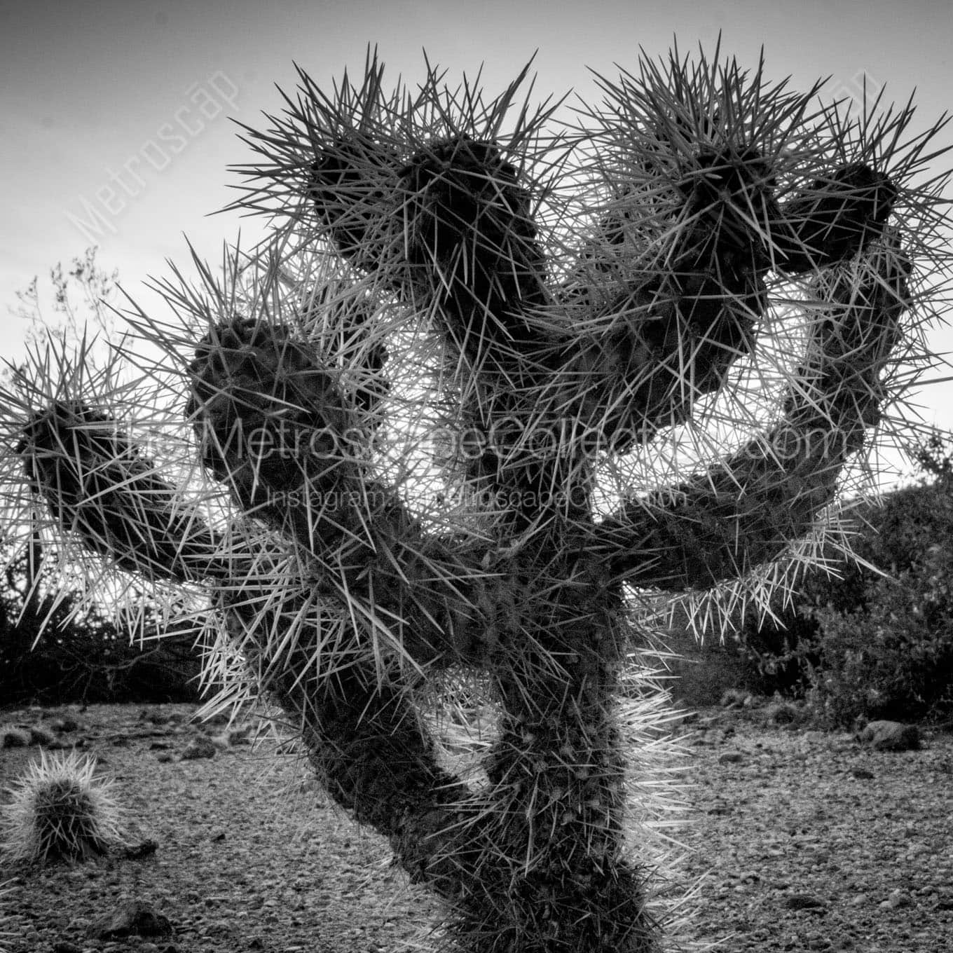 A Cholla Cactus at Dusk Wall Art square crop