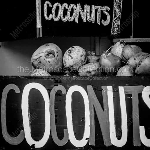 Coconuts -- Key West Black and White Wall Art